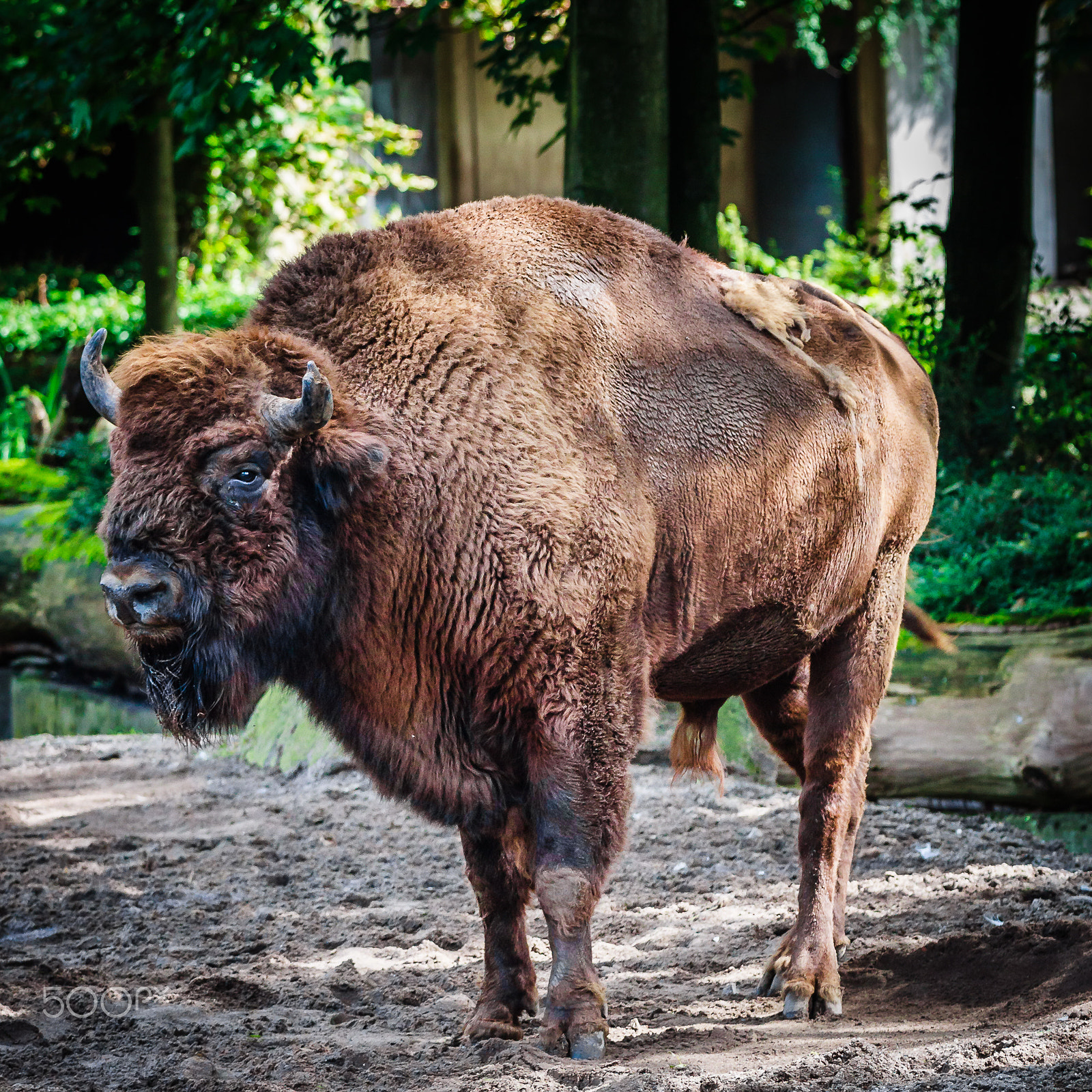 Canon EOS 50D + Canon EF 70-200mm F4L IS USM sample photo. Hairy . hulk photography