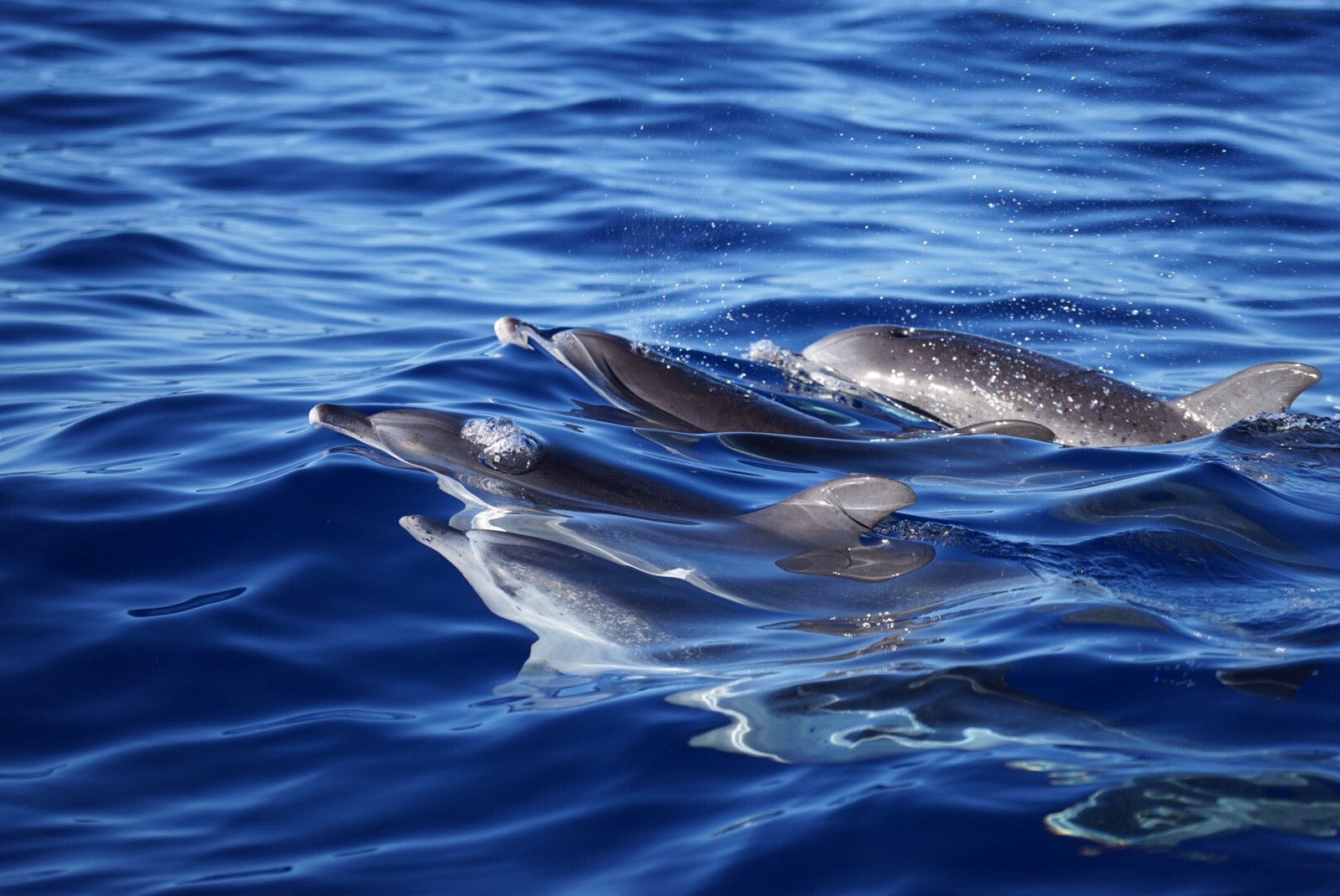 Sony FE 70-200mm F4 G OSS sample photo. Delphine vor madeira photography