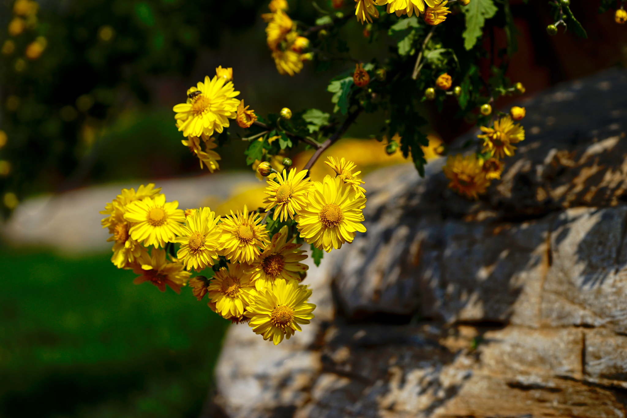Sony a7 II + Sony FE 90mm F2.8 Macro G OSS sample photo. 菊花图 photography