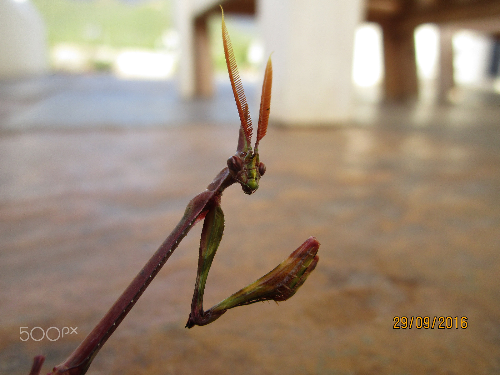 Canon PowerShot ELPH 190 IS (IXUS 180 / IXY 190) sample photo. Img photography