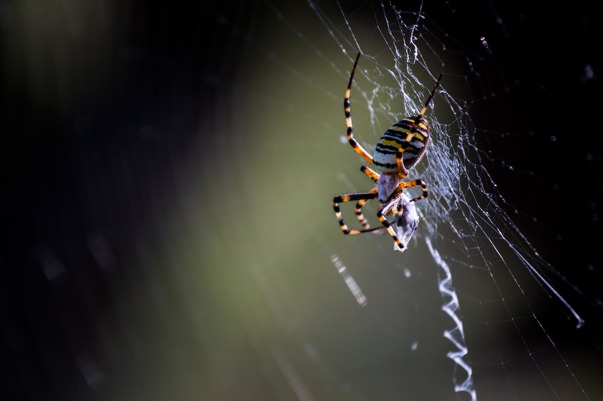 Canon EF 70-200mm F4L IS USM sample photo. The spider's meal photography