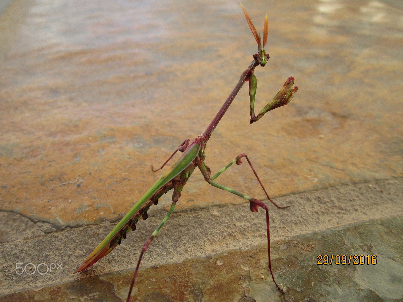 Canon PowerShot ELPH 190 IS (IXUS 180 / IXY 190) sample photo. Img photography