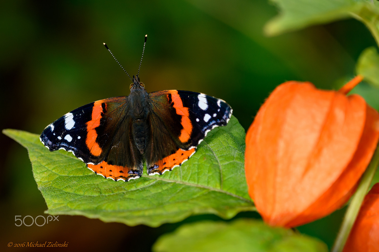 Nikon D500 sample photo. Admiral genießt die oktobersonne photography