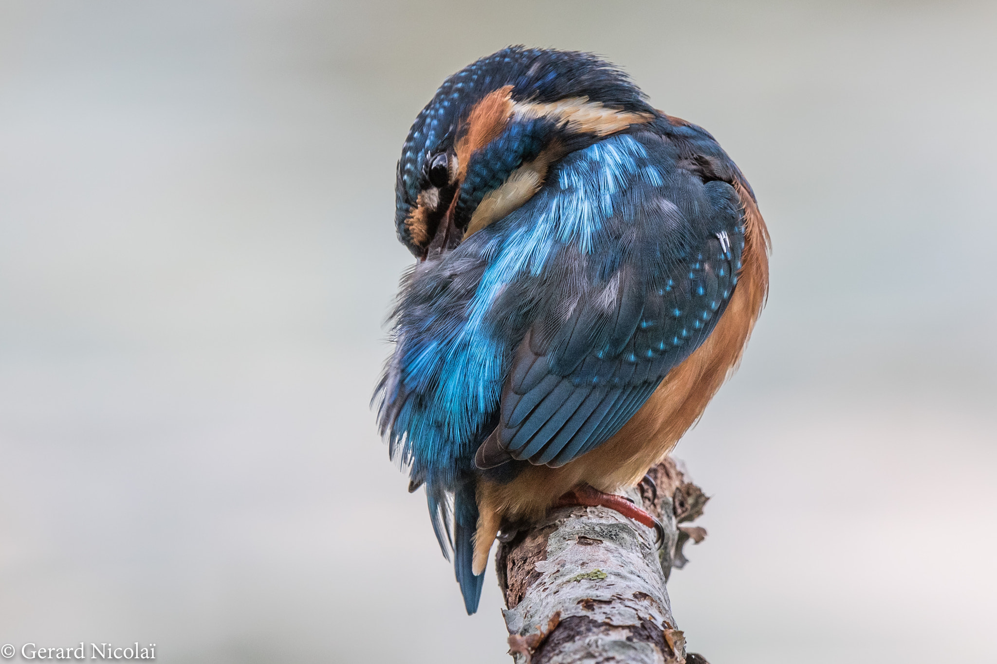 Canon EF 300mm F2.8L IS USM sample photo. Common kingfisher photography