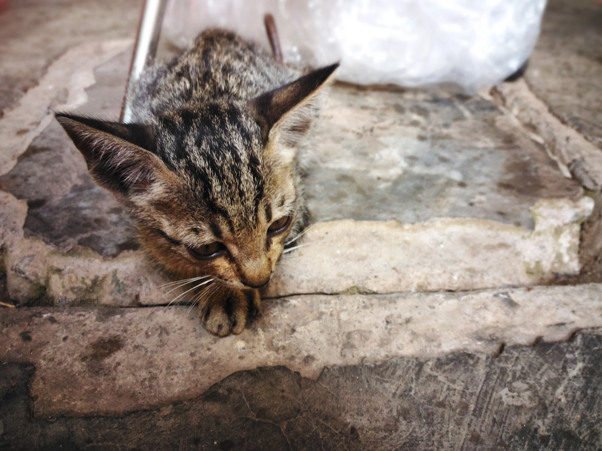 ASUS ZenFone Max (ZC550KL) sample photo. ... photography
