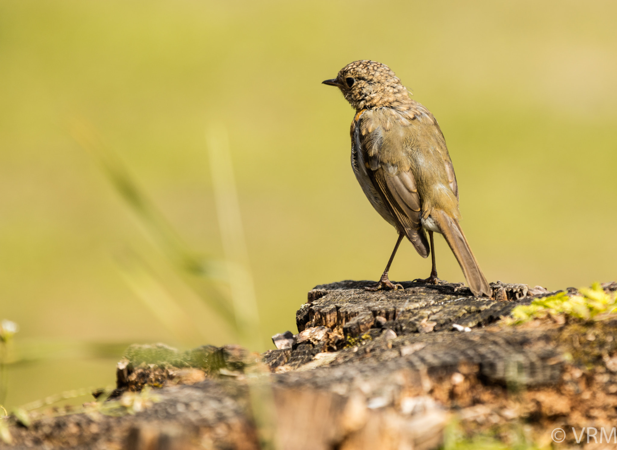 Canon EF 70-200mm F2.8L IS II USM sample photo. Bird photography