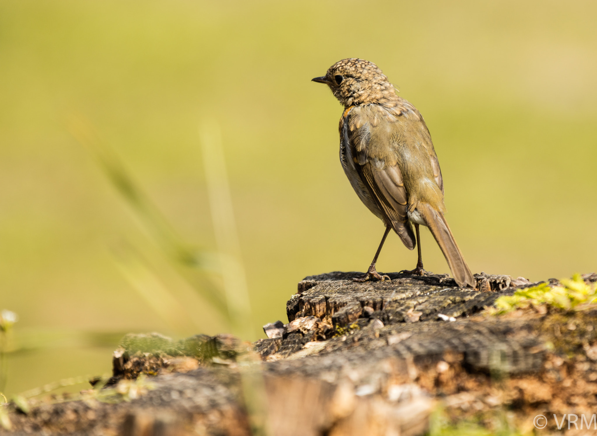 Canon EOS 5DS sample photo. Bird photography