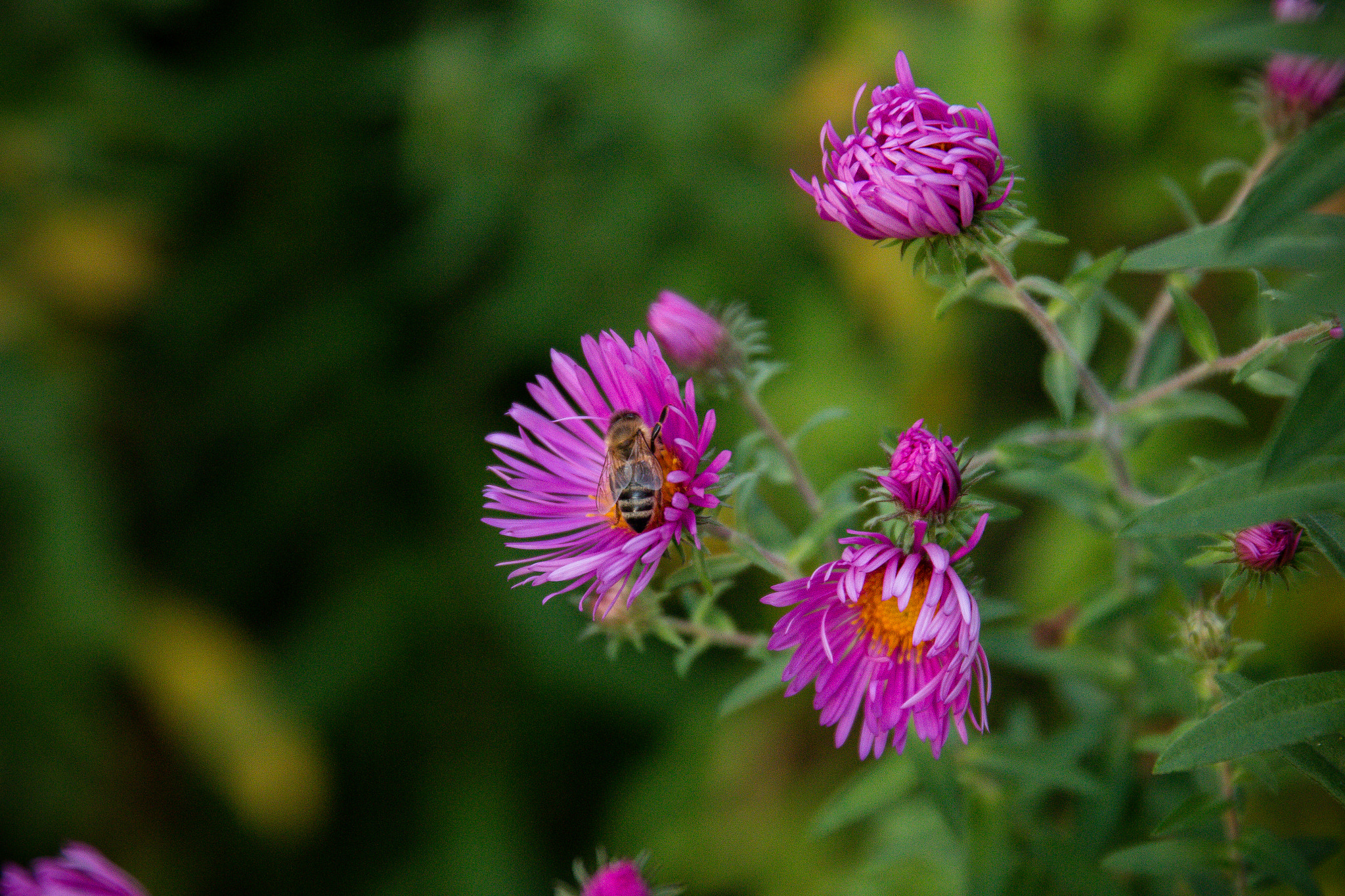 Sigma 24-105mm f/4 DG OS HSM | A sample photo. Späte ernte photography