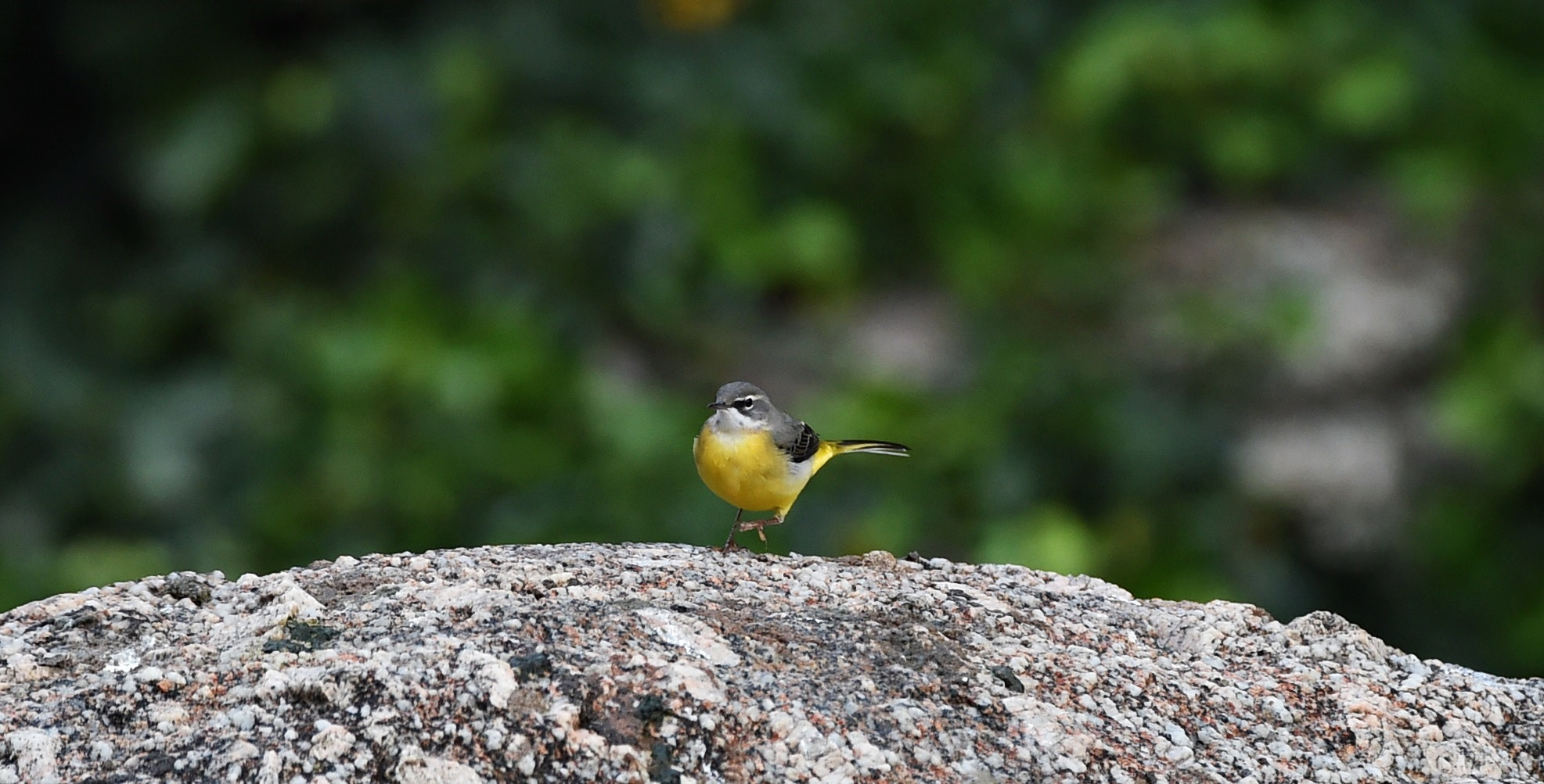 Nikon AF-S Nikkor 400mm F2.8G ED VR II sample photo. 29434308844.jpg photography