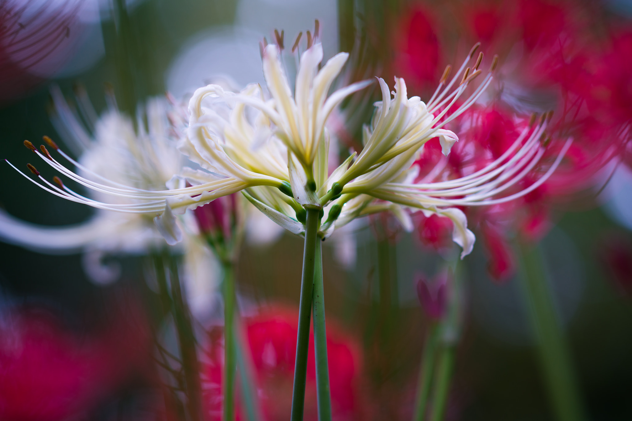Sony a7R II + Sony Sonnar T* 135mm F1.8 ZA sample photo. White spider lily photography