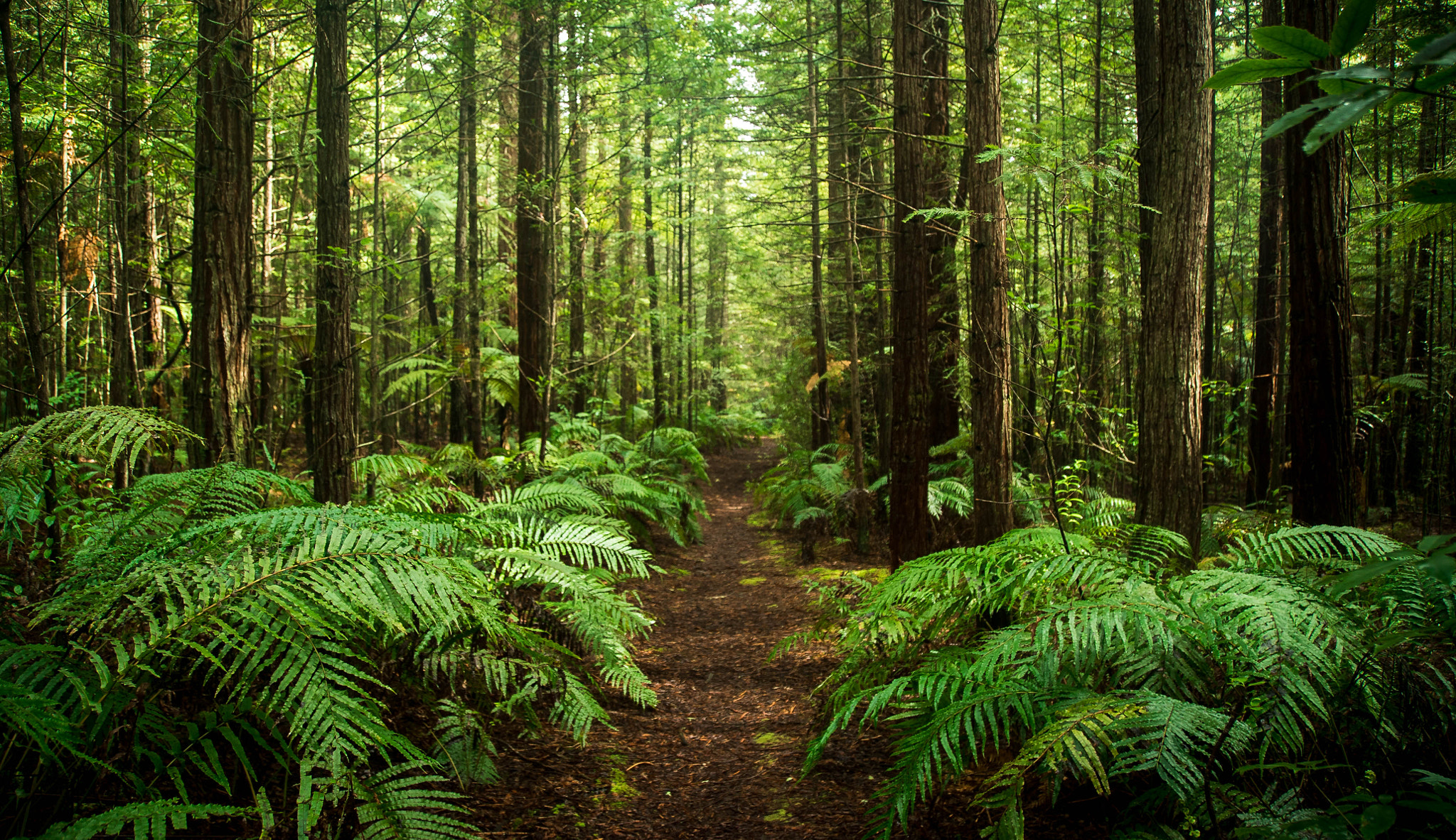 Sony a7S sample photo. Into the wild photography