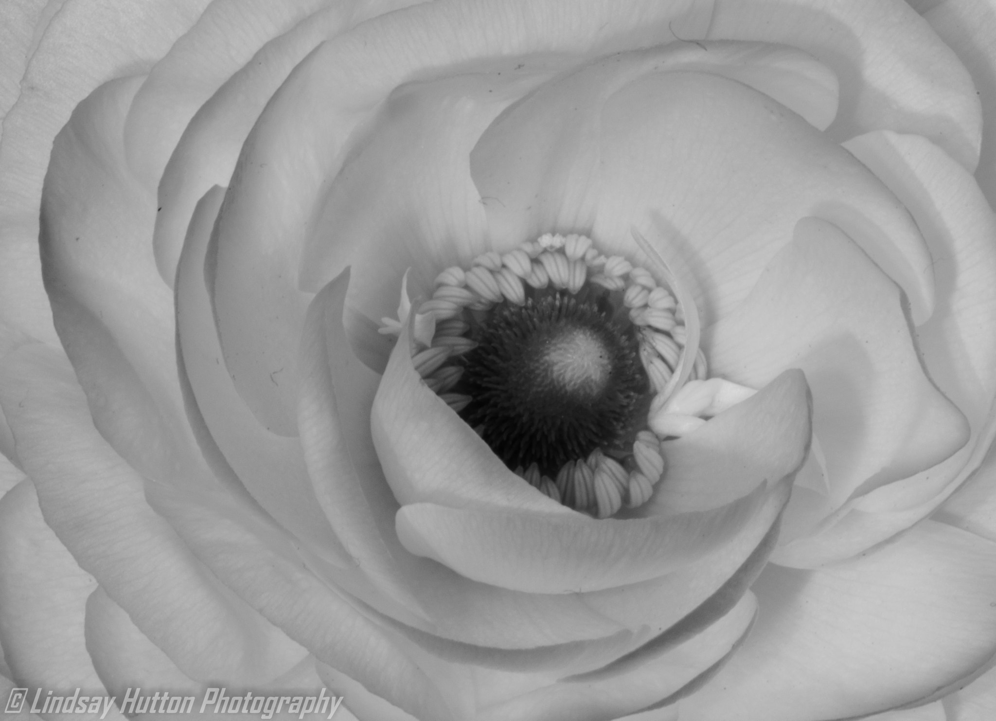 Canon EF 100mm F2.8L Macro IS USM sample photo. Flower photography