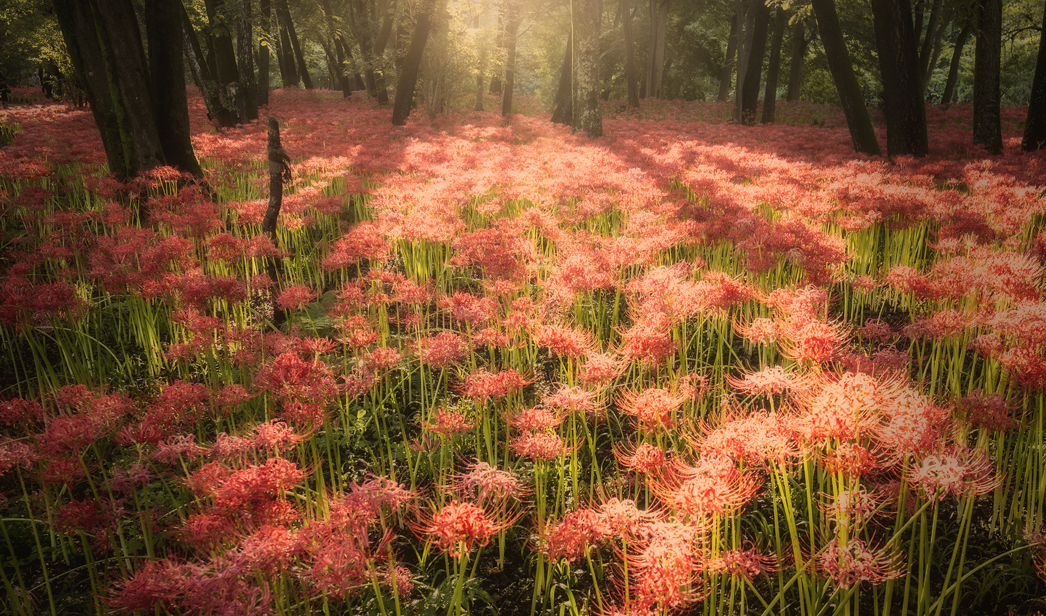 Tamron SP 15-30mm F2.8 Di VC USD sample photo. Red carpet photography