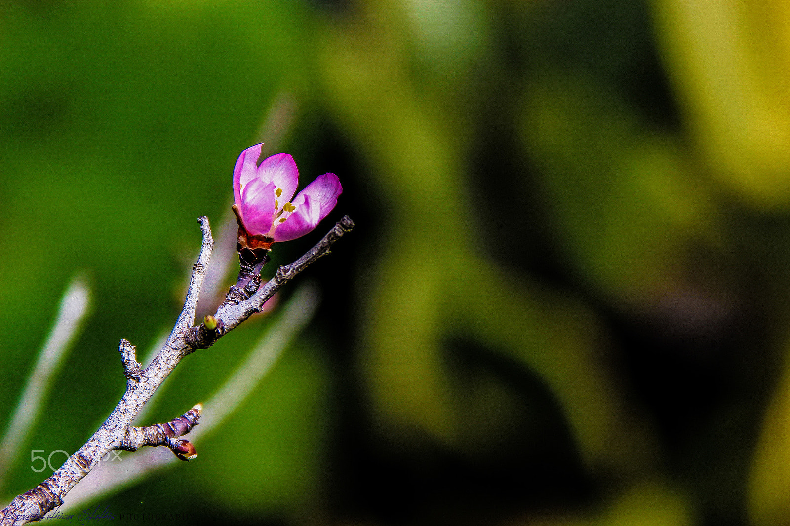 Canon EF 28-135mm F3.5-5.6 IS USM sample photo. Almond blossom photography