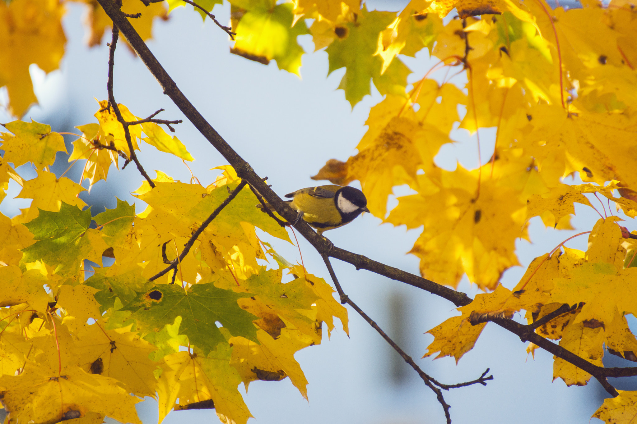 Sony SLT-A77 sample photo. Great tit photography