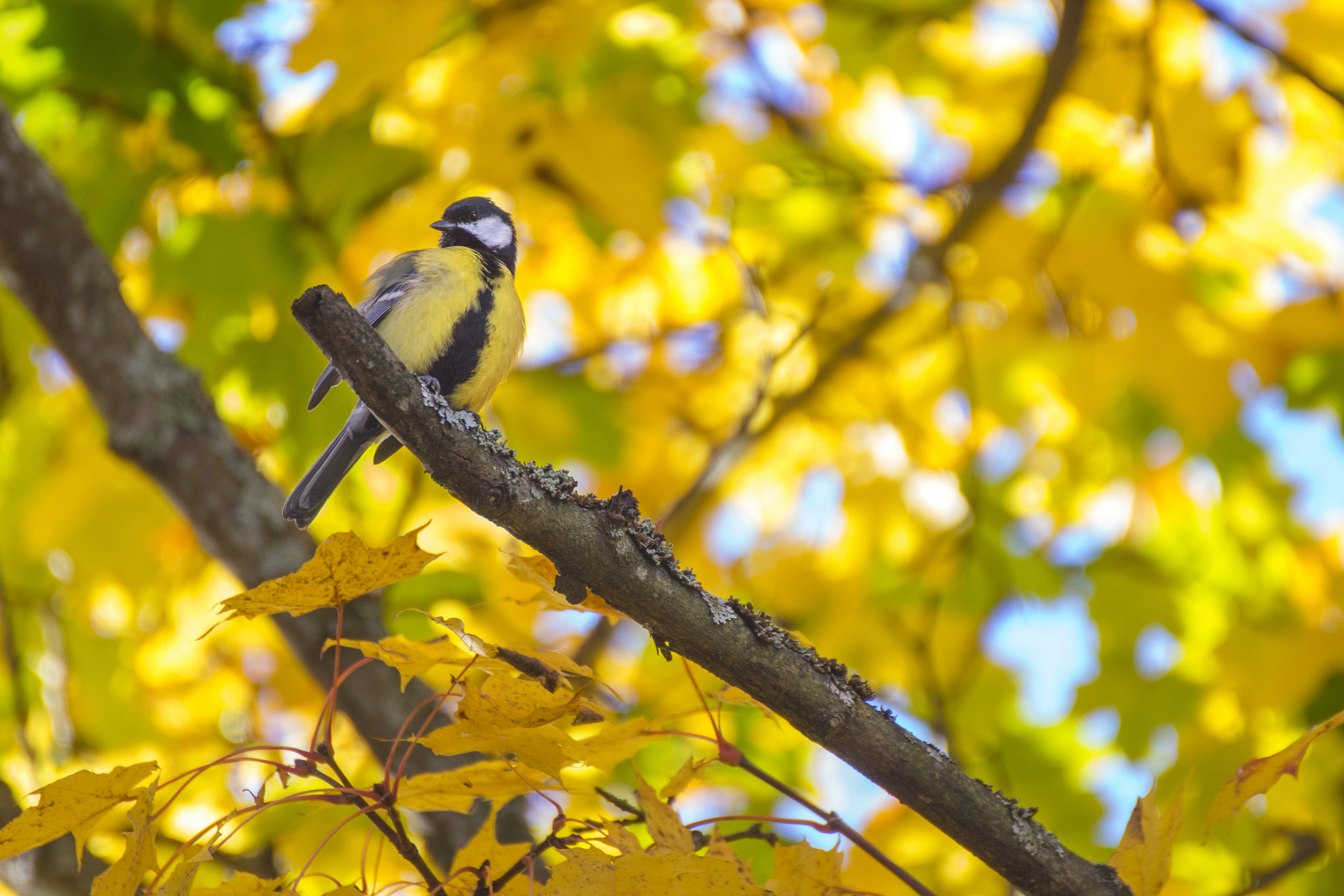Tamron SP 70-300mm F4-5.6 Di USD sample photo. Yellow color of autumn photography