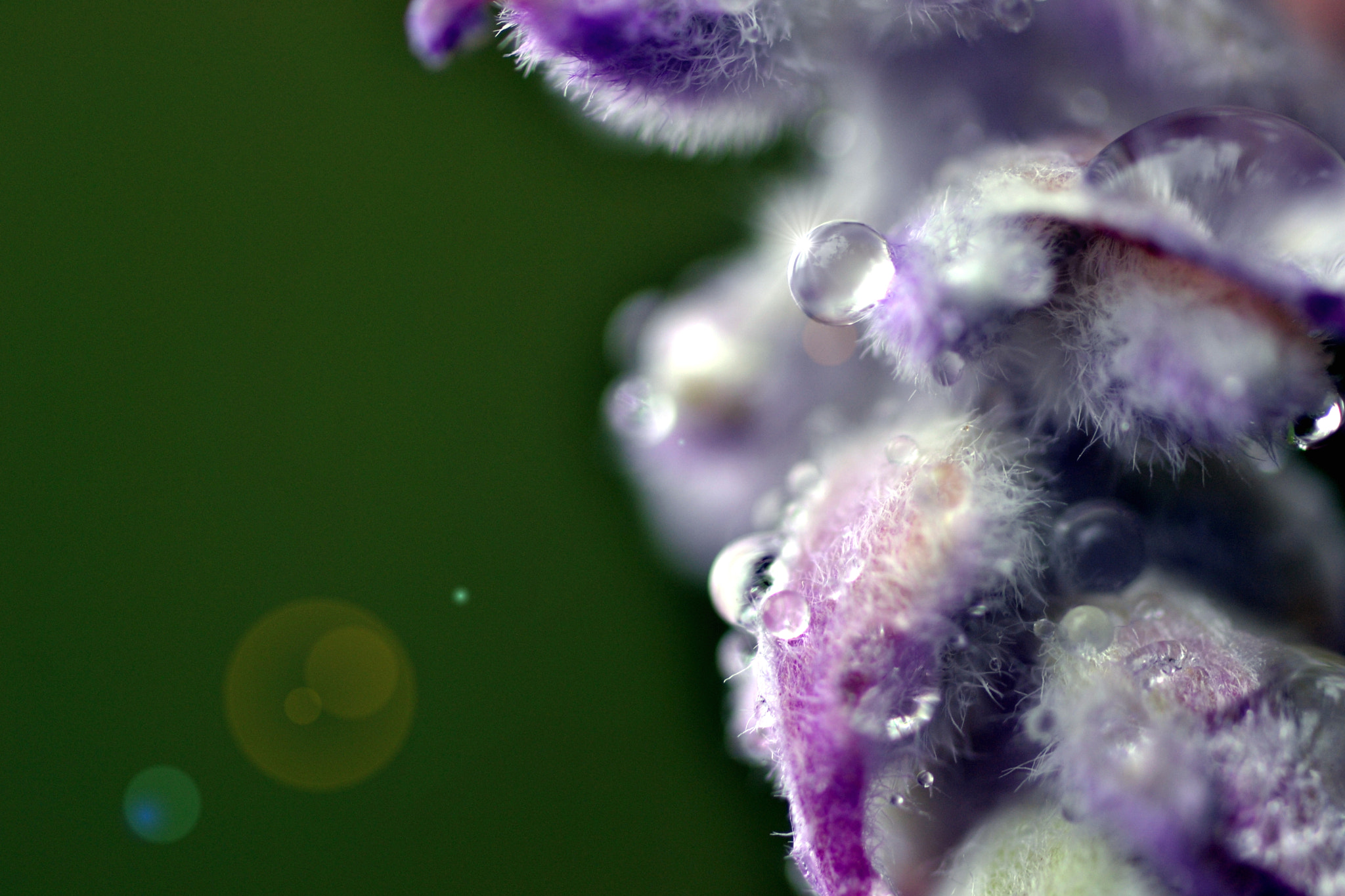 Sigma 105mm F2.8 EX DG OS HSM sample photo. Salvia leucanta flowers photography