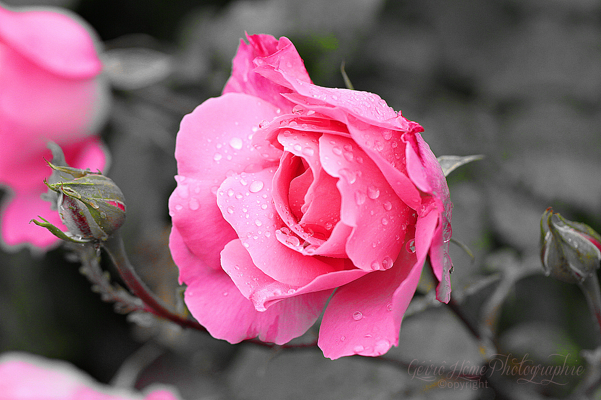 Canon EOS 7D + Canon EF 100mm F2.8L Macro IS USM sample photo. Rose photography