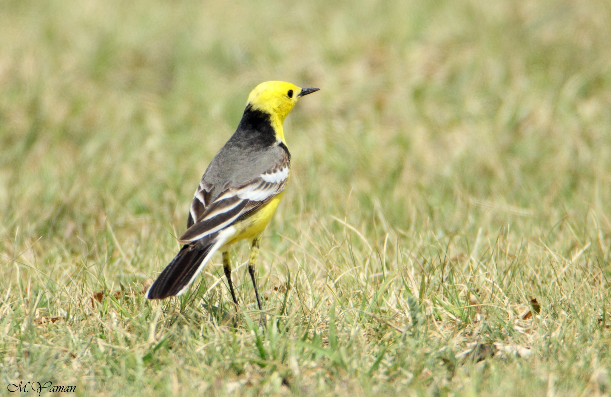 Tamron SP 150-600mm F5-6.3 Di VC USD sample photo. Sarıbaşlı kuyruksallayan » citrine wagtail photography