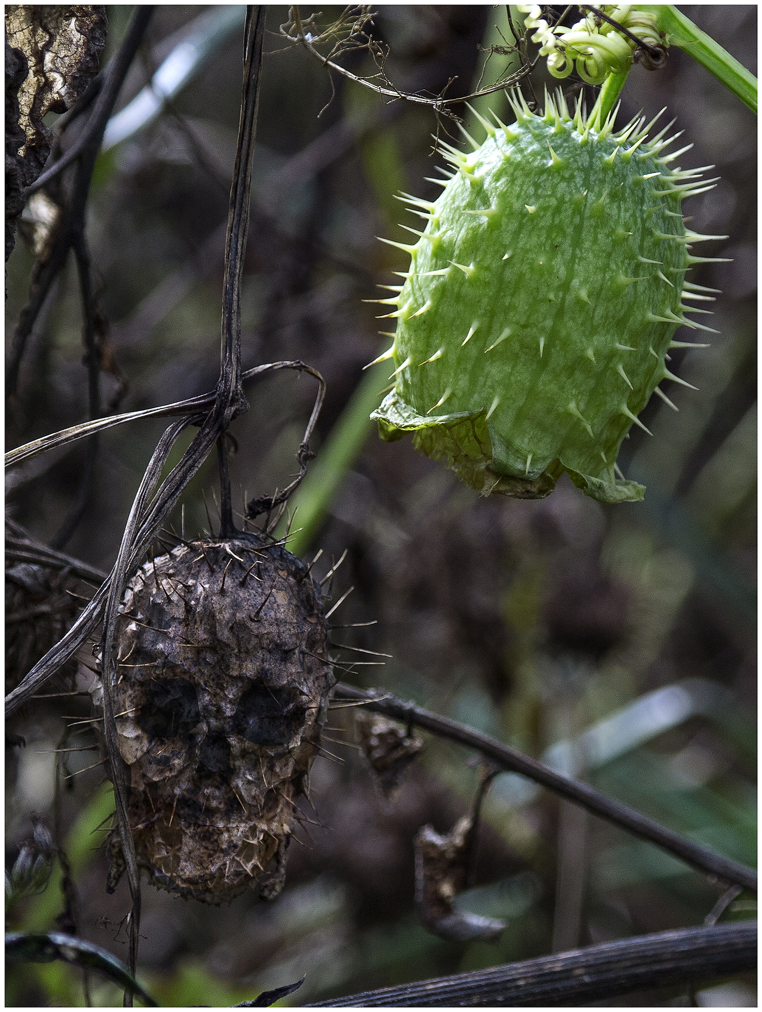 Samsung NX11 + Samsung NX 18-55mm F3.5-5.6 OIS sample photo. A strange vegetable photography