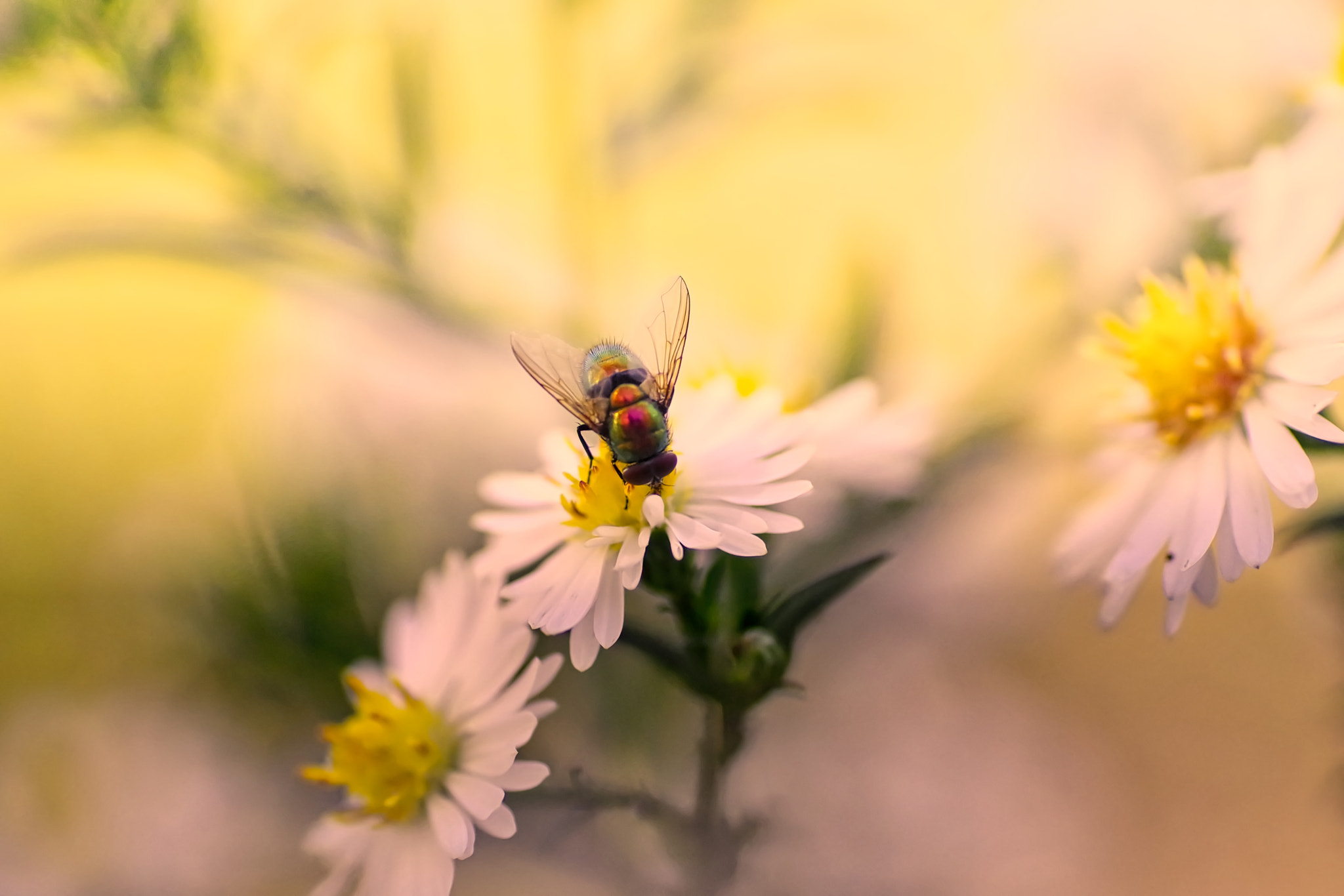 Pentax K-1 sample photo. Head down photography