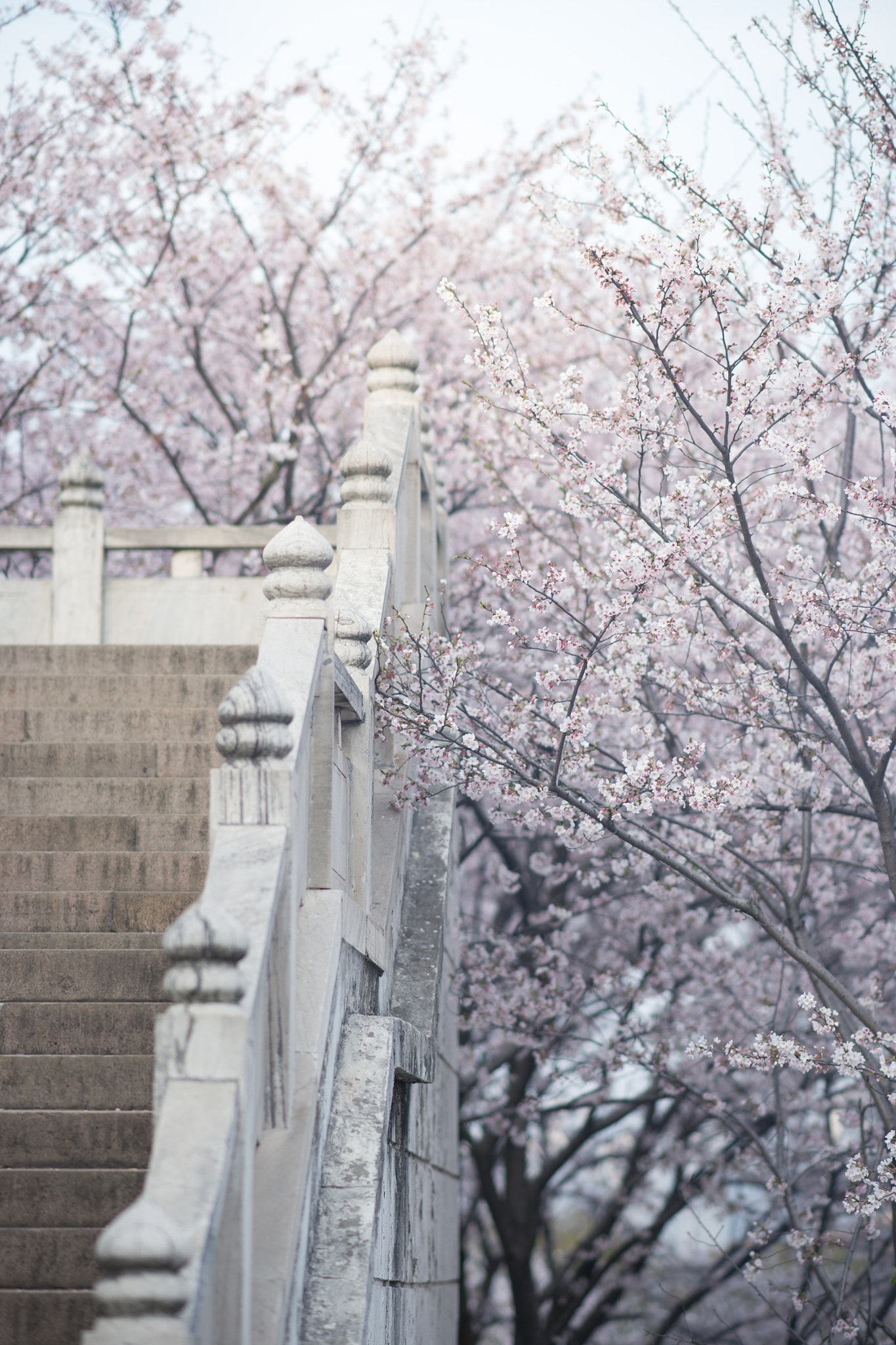 Sony Sonnar T* 135mm F1.8 ZA sample photo. 虎丘 photography