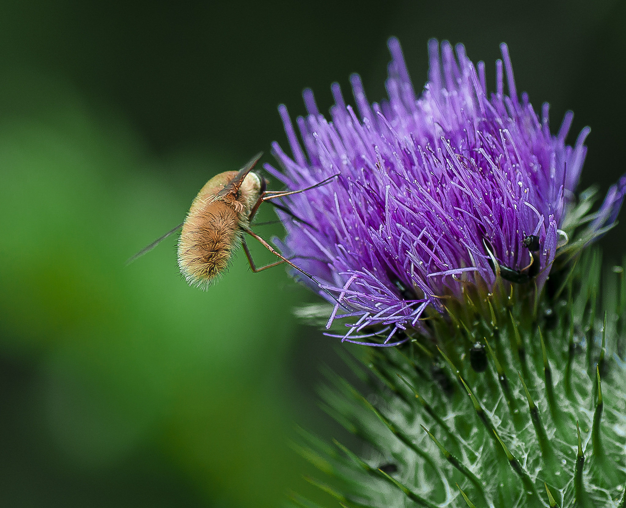 Nikon D5000 sample photo. Bombylius major photography