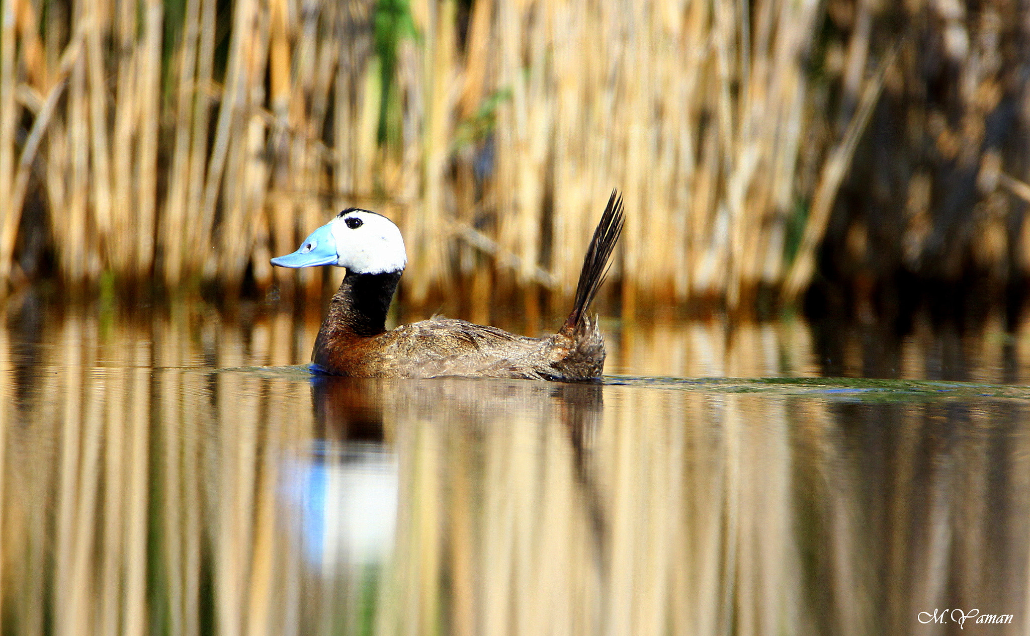 Tamron SP 150-600mm F5-6.3 Di VC USD sample photo. Dikkuyruk » white-headed duck photography