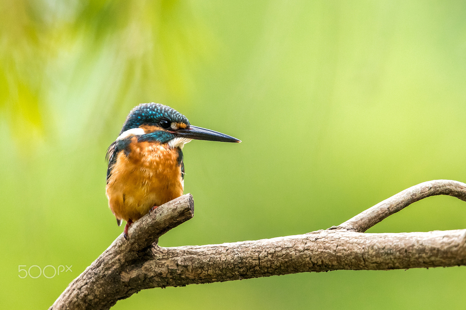 Canon EF 500mm F4L IS II USM sample photo. Common kingfisher (alcedo atthis) perching on tree photography