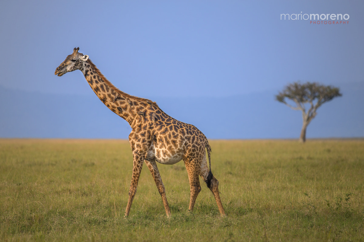Canon EOS-1D X + Canon EF 200-400mm F4L IS USM Extender 1.4x sample photo. Giraffe of mara north photography