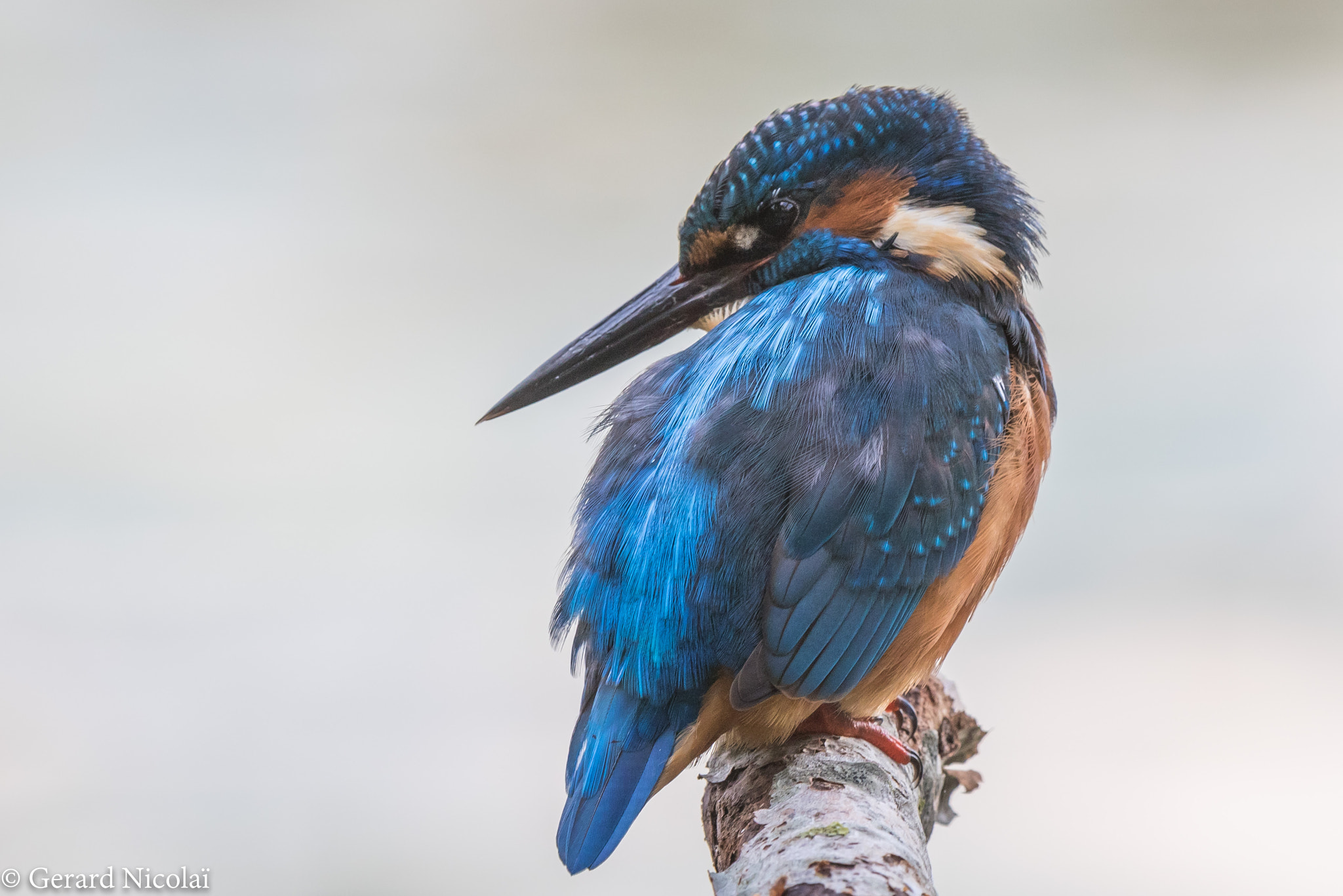 Canon EF 300mm F2.8L IS USM sample photo. Common kingfisher photography