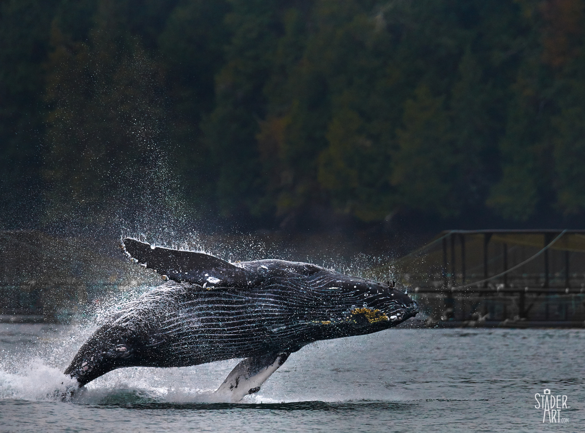 Canon EF 400mm F2.8L IS II USM sample photo. Show time! photography