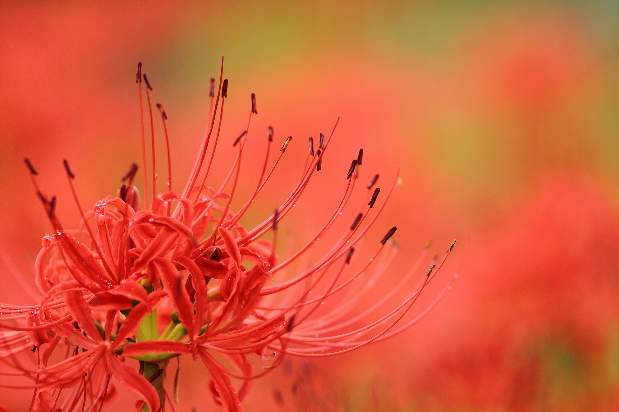 Sigma APO Macro 150mm f/2.8 EX DG HSM sample photo. Flower photography