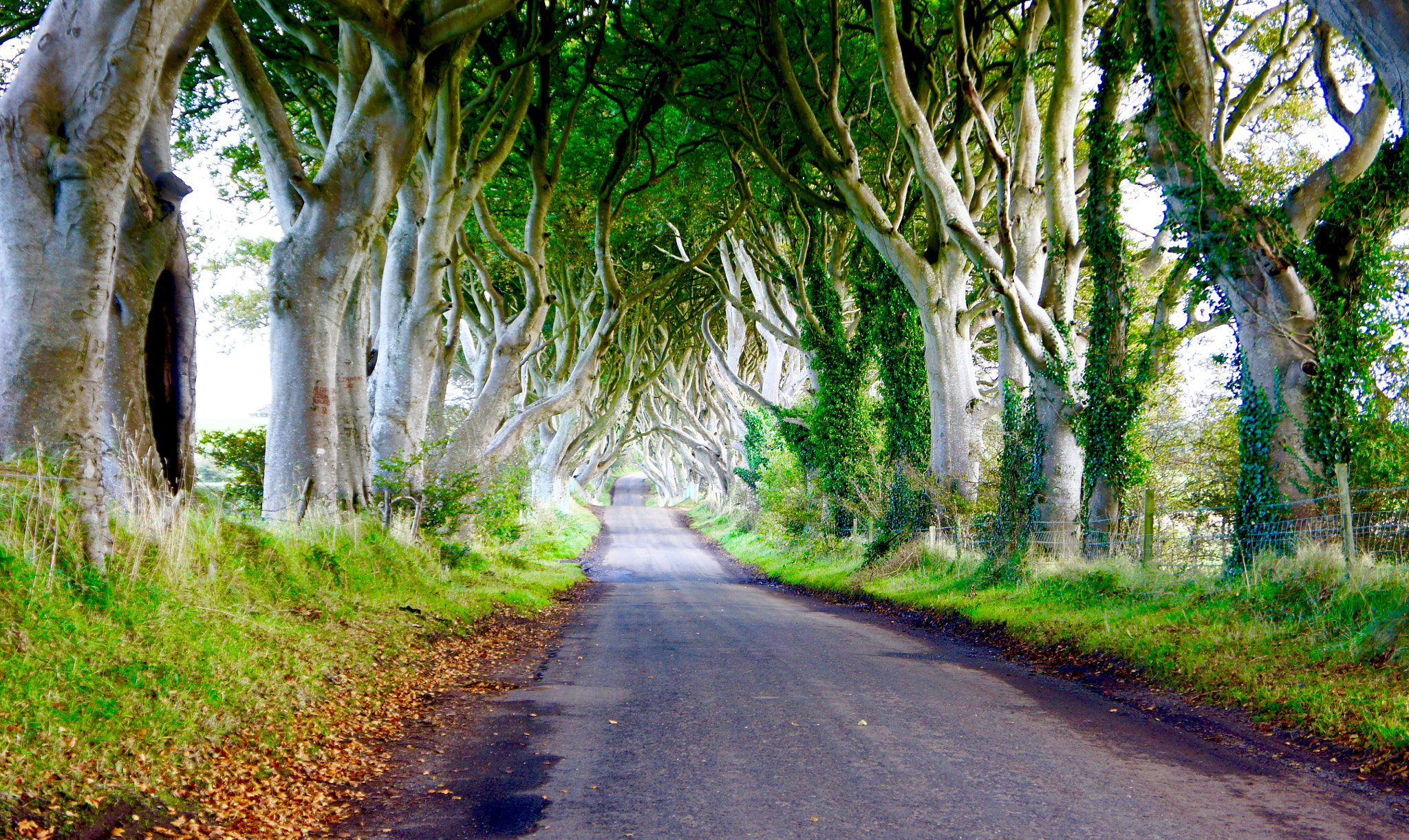Sony E 18-55mm F3.5-5.6 OSS sample photo. The dark hedges near ballymoney, northern ireland photography