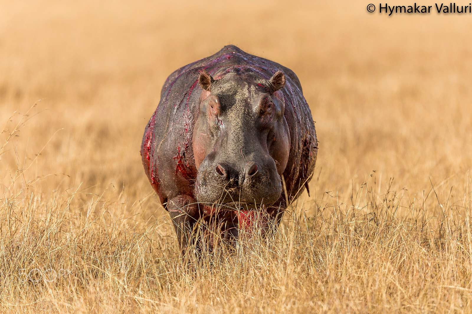 Canon EOS-1D X + Canon EF 500mm F4L IS II USM sample photo. Hippo injured photography