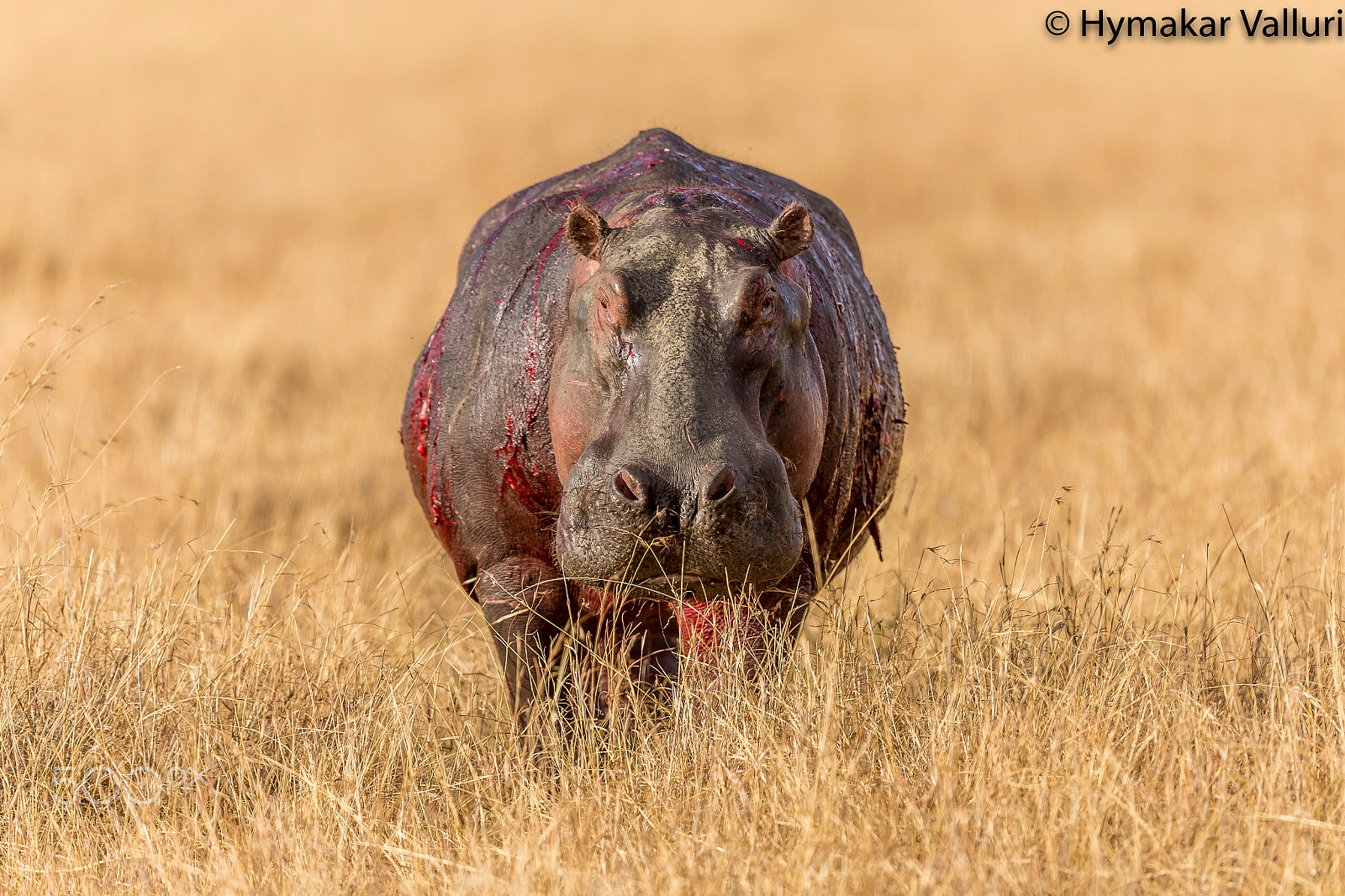 Canon EF 500mm F4L IS II USM sample photo. Hippo injured photography