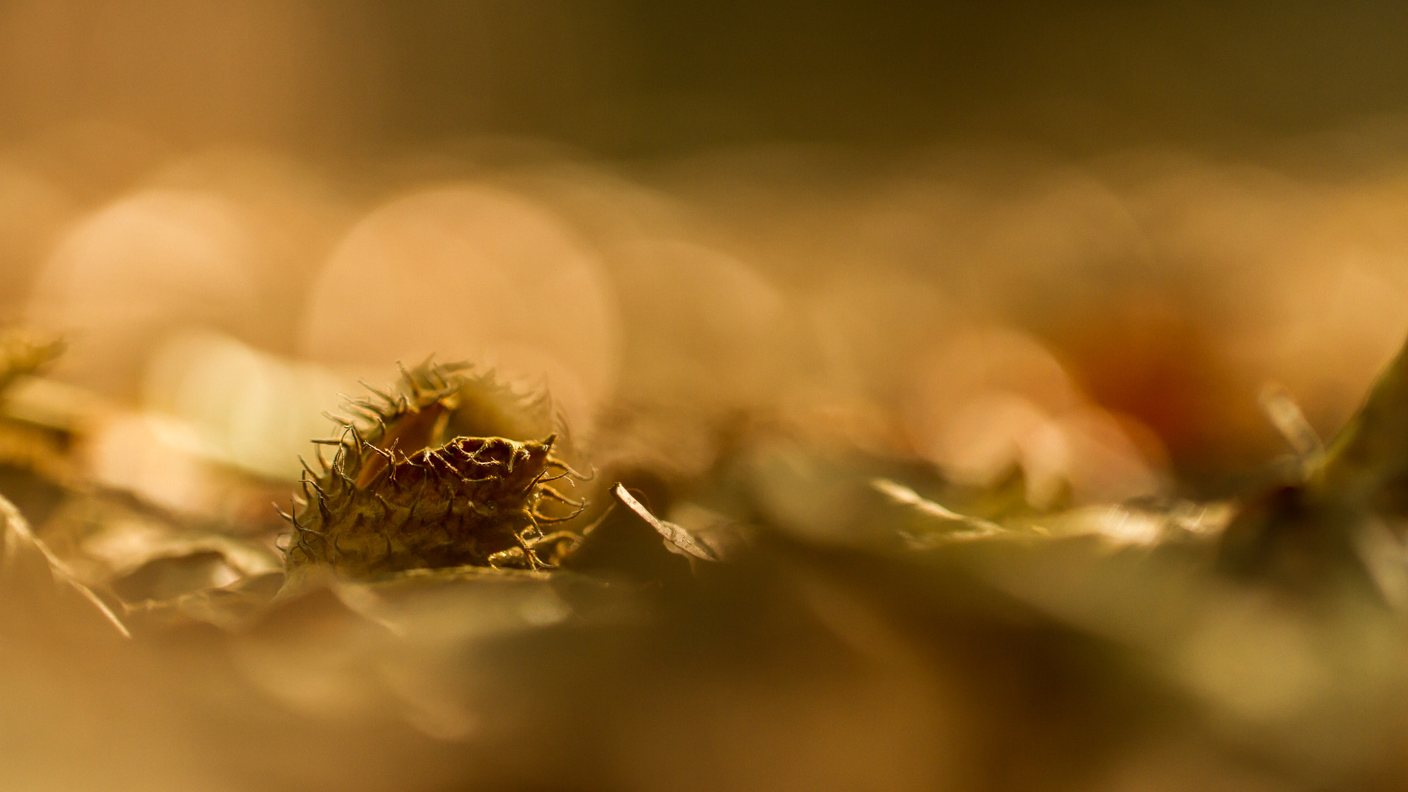 Canon EOS 7D + Canon EF 100mm F2.8L Macro IS USM sample photo. Autumn photography