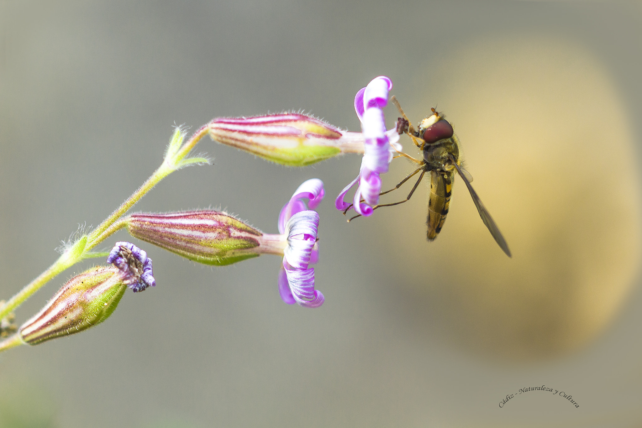 Sigma 105mm F2.8 EX DG OS HSM sample photo. Peso ¨mosca¨ photography