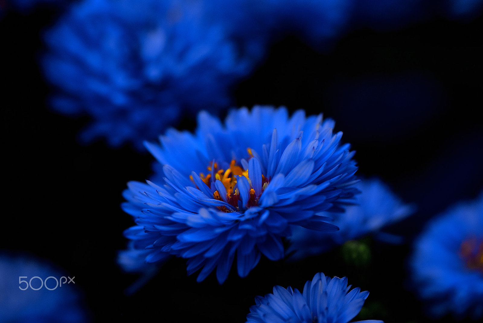 Nikon D200 sample photo. Blue chrysanthemum photography