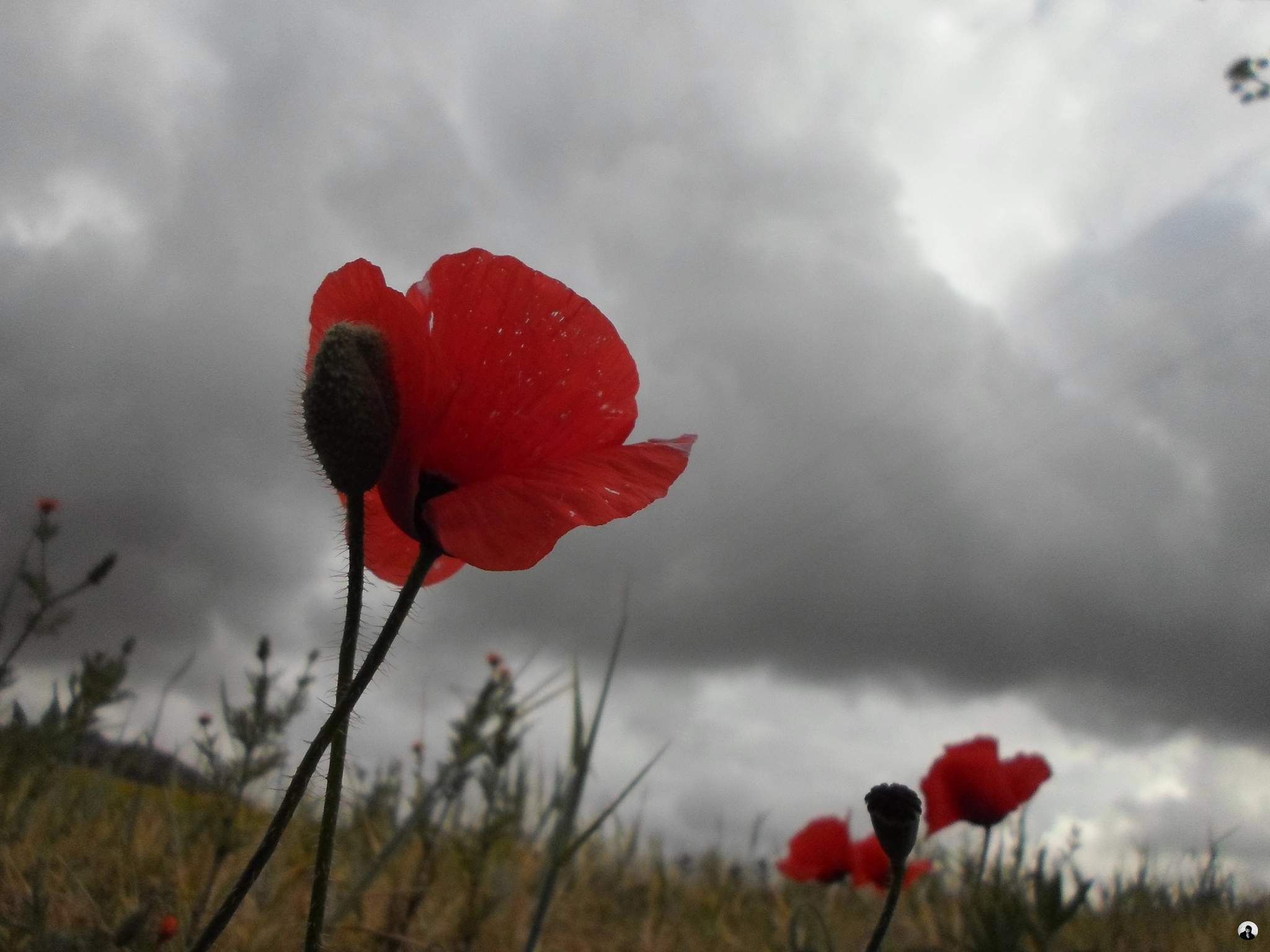 Samsung ST77 / ST79 sample photo. Clouds above the flowers photography
