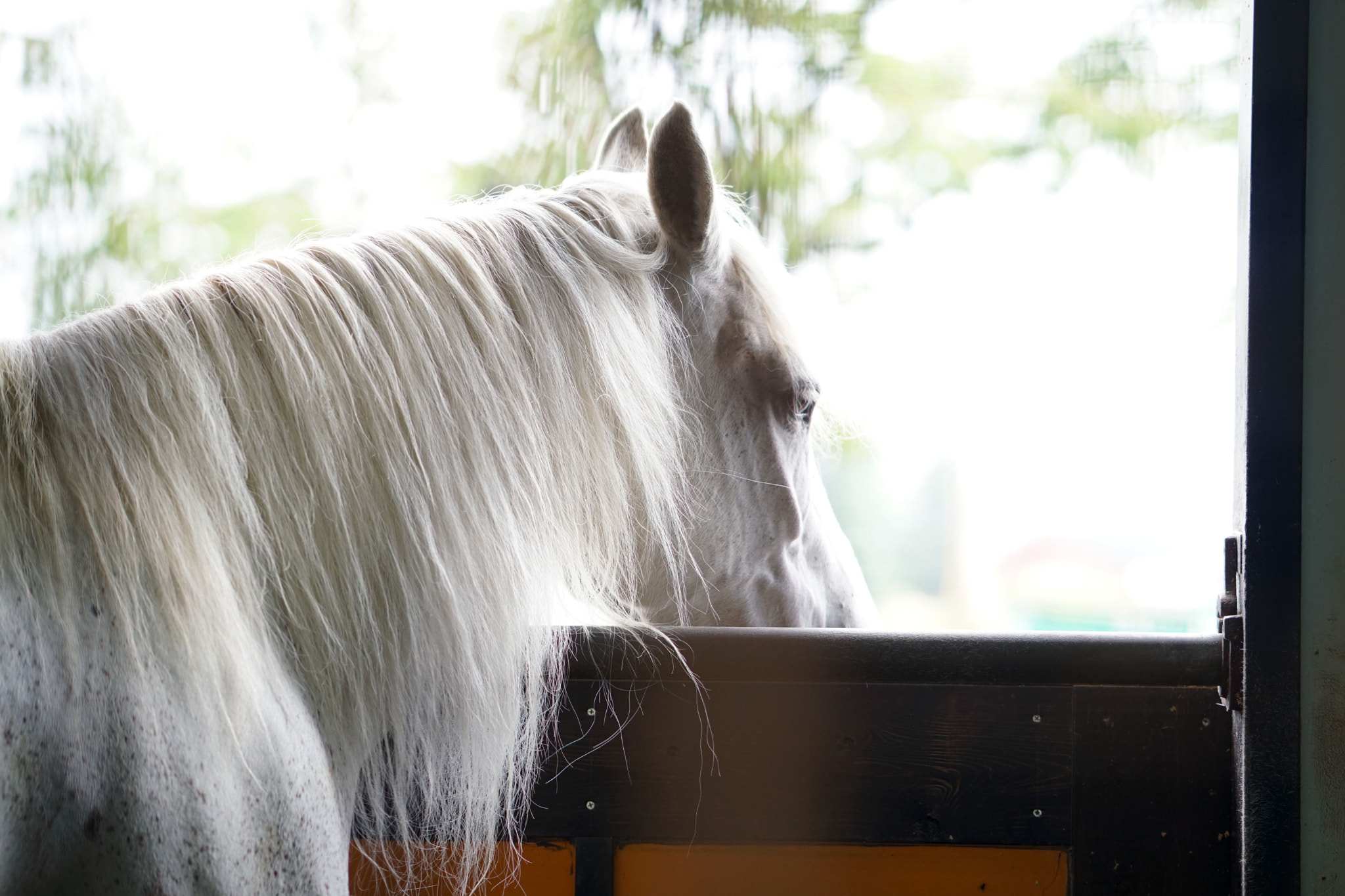 Sony a6300 + ZEISS Batis 85mm F1.8 sample photo. A white friend photography