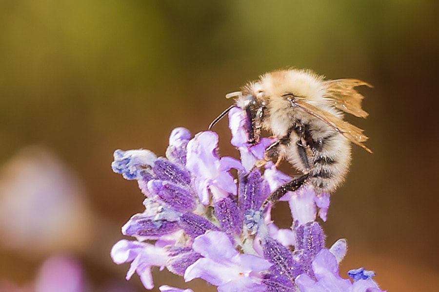 Canon EOS 6D + Canon EF 100mm F2.8L Macro IS USM sample photo. Biene photography
