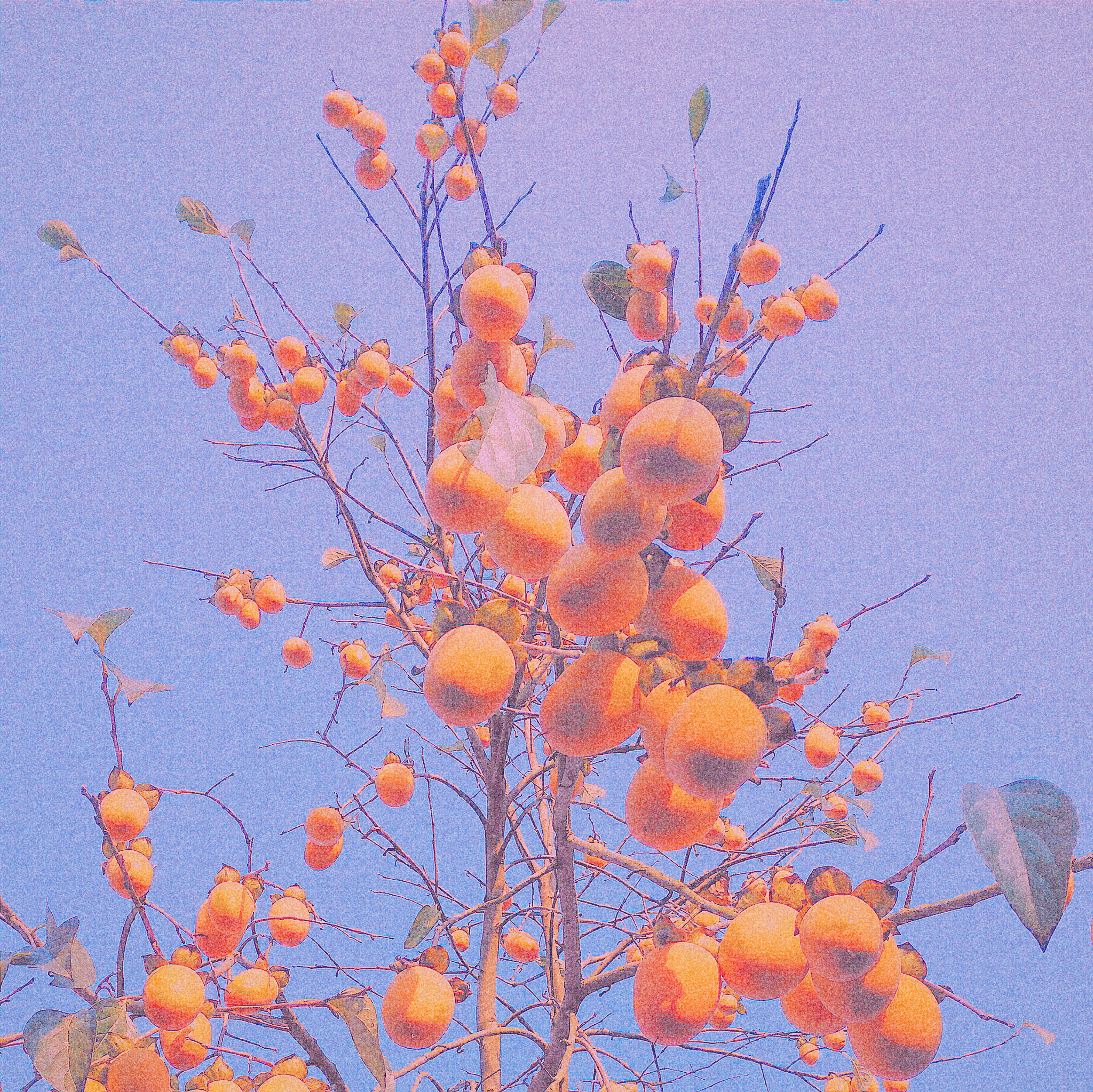 HUAWEI Che1-CL20 sample photo. 柿子 photography