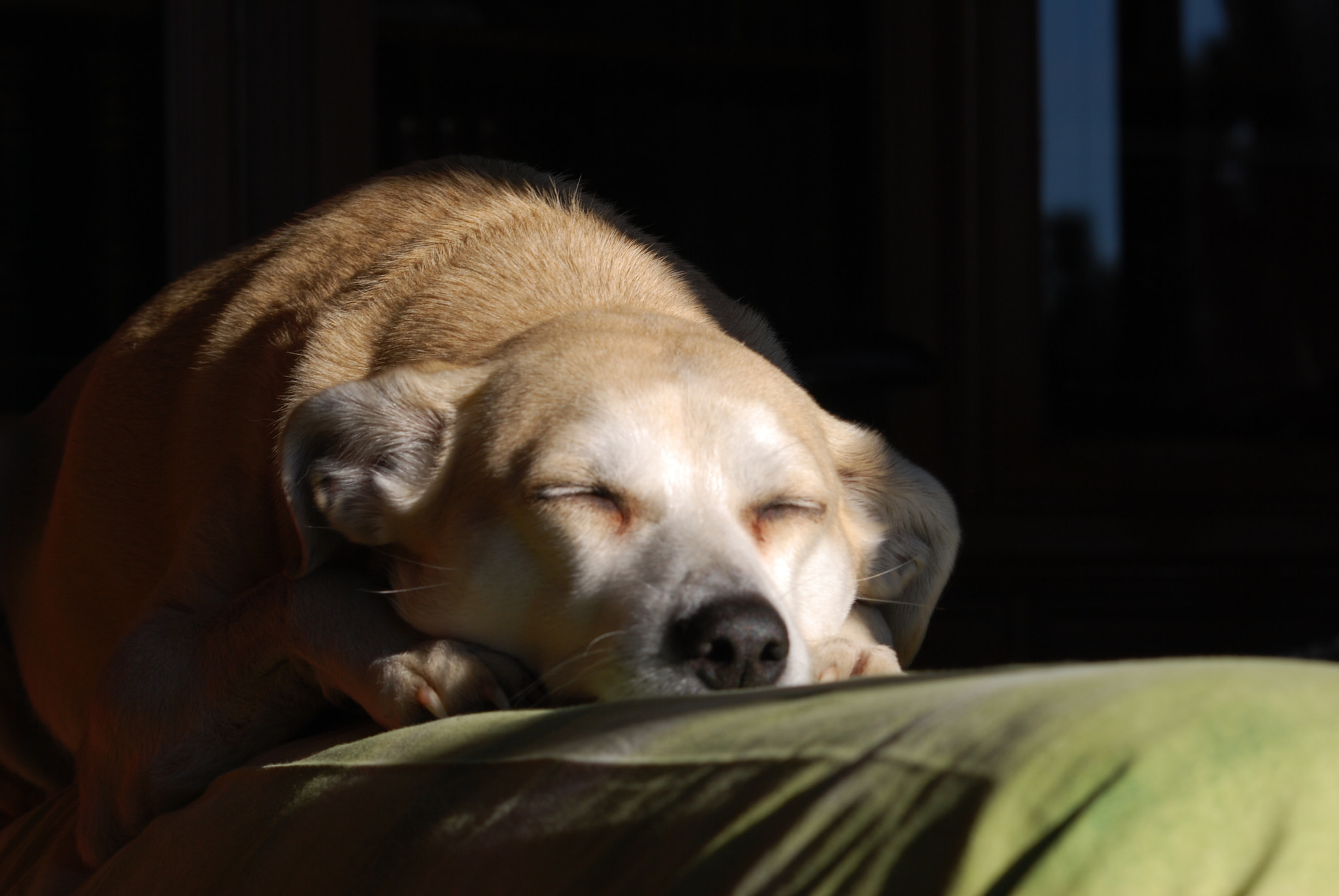 Sigma 70-300mm F4-5.6 APO DG Macro sample photo. Sleeping with some light photography