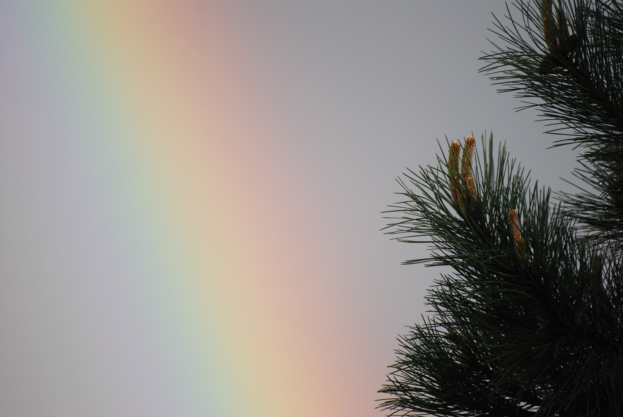 Nikon D60 sample photo. Rainbow photography