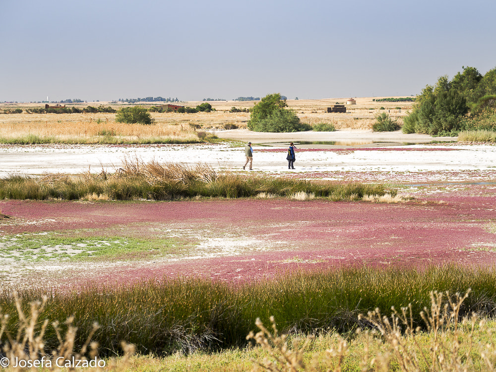 Olympus OM-D E-M10 sample photo. Reserva natural lagunas de villafafila, olynpus em photography