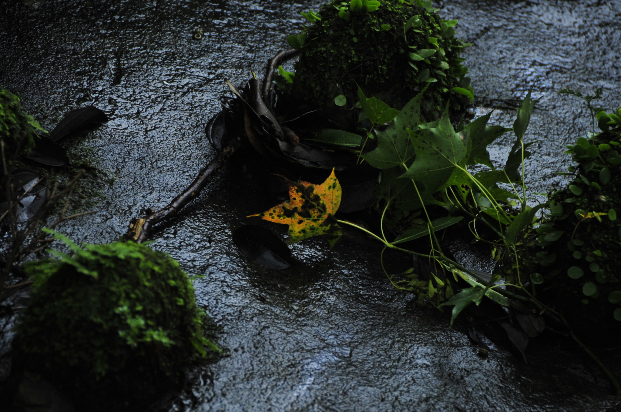 Nikon D3 sample photo. .. photography