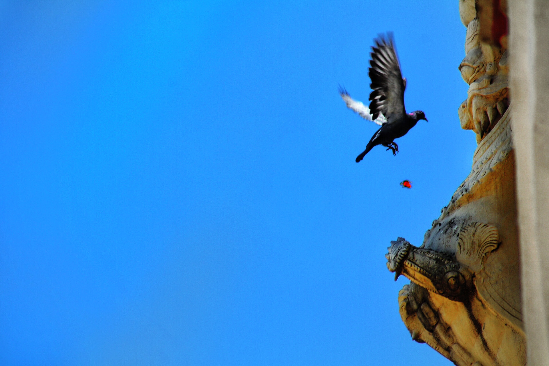 Canon EOS 80D + EF75-300mm f/4-5.6 sample photo. Bird photography