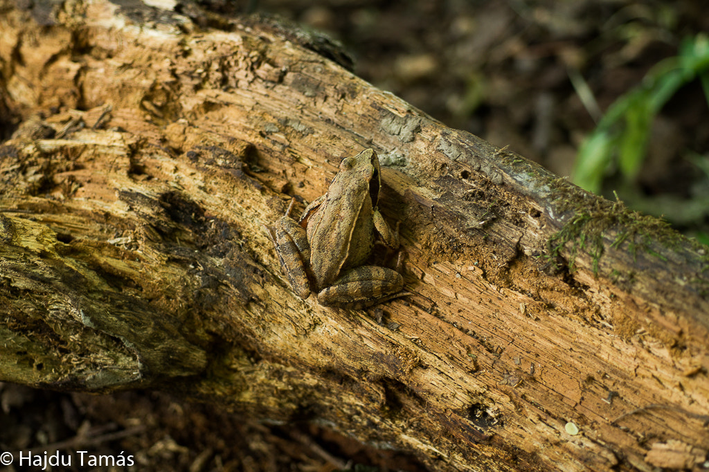 Sony SLT-A58 sample photo. Camouflage photography