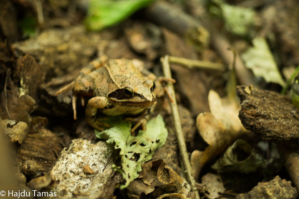 Sony SLT-A58 + MACRO 50mm F2.8 sample photo. Frog photography